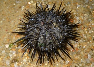 sea ​​urchin 11