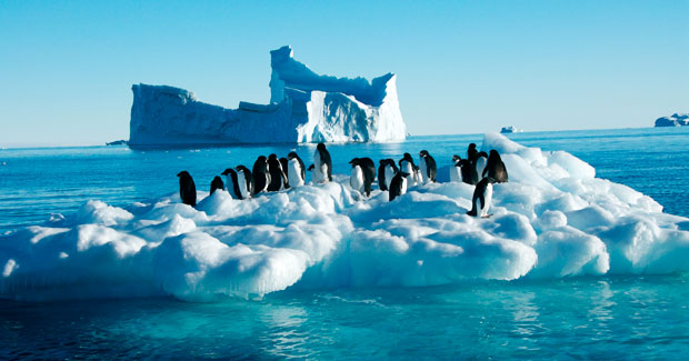 penguins_antarctica